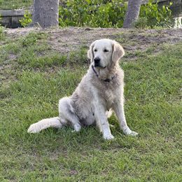 Claire - Golden Retriever