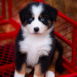 Karen - Black tri-color female Australian Shepherd puppy in Georgetown, Texas from River Reign Australian Shepherds