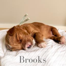Brooks - Red  male Goldendoodle puppy in Melba, Idaho from KZ Doodles