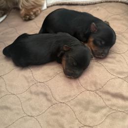 Yorkshire Terrier Puppies from Roleez Yorkies