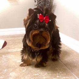 Amarena - Russian bloodline - Yorkshire Terrier