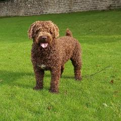 Otto - Spanish Water Dog