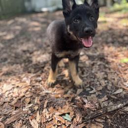 Black and Tan girl 2 - Black and tan female German Shepherd puppy in Jacksonville, Florida from El Dorado