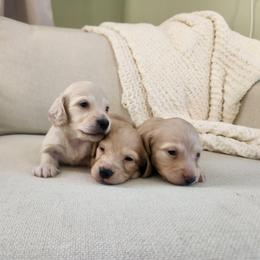 Sheldon - Cream male Dachshund puppy in Dighton, Massachusetts from Powerdox Dachshunds