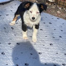 Blue eyed Tri - Black tri male Miniature Australian Shepherd puppy in Redding, California from Lavish Luxuries Mini and Toy Australian Shepherds