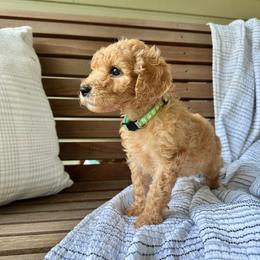 S'mores - Apricot female Goldendoodle puppy in Montgomery, Texas from Dacus Doodles