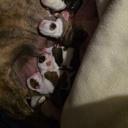 Bulldog puppies from Stout's Hunting Labs and trsbullies