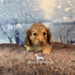 Duke - Cream male Dachshund puppy in Rainier, Oregon from Doxies in Wonderland