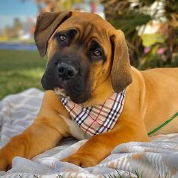 Boerboels from Trojan Boerboels