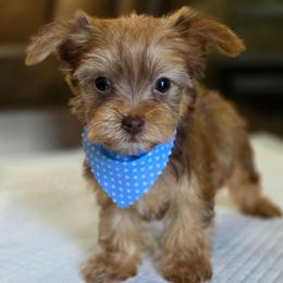 Gold Boy 2 - Chocolate, tan and white male Yorkshire Terrier puppy in Aiken, South Carolina from Sio's Yorkies