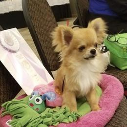 Chihuahua Puppies from Strawberry River Kennel
