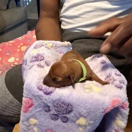 Miniature Pinscher Puppies from Bridget GreenBoddy