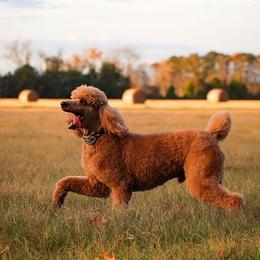 Goldendoodles from Coastal Georgia Exotics