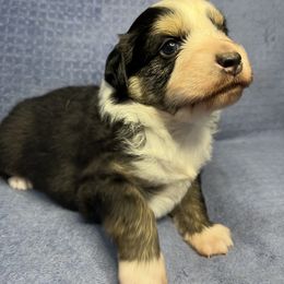 Australian Shepherd Puppies from PCG Farms