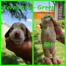 Green- Fernando - Red and white male Basset Hound puppy in Park City, Kansas from Stegmans Basset Hounds
