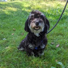 Esme - Havanese