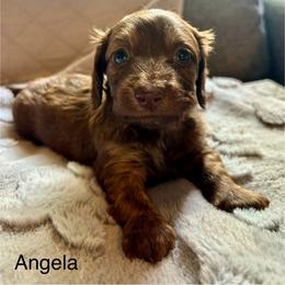 Angela - Chocolate and tan female Dachshund puppy in Aiken, South Carolina from State Eight Dachshunds