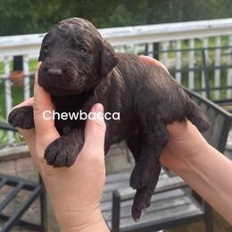 Chewbacca(Chewie) - Brown male Poodle puppy in Prosperity, Pennsylvania from Stelladoodles & Company