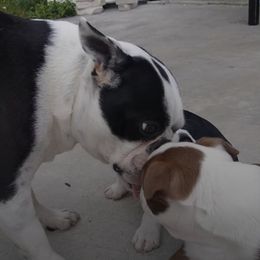 Boston Terriers from Linda Ruediger's Boston Terriers