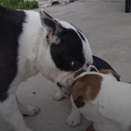Boston Terriers from Linda Ruediger's Boston Terriers