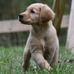 Golden Retriever Puppies from Knight's Golden Acres