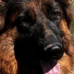 Mia - German Shepherd