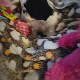 Shih Tzu Puppies from Shih Tzu Kennels