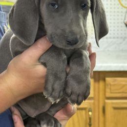 Blue female - Blue female Weimaraner puppy in Lancaster, Kentucky from Heavy Hollow Farm