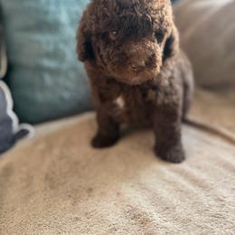 Boy 1 - male Poodle puppy in Kissimmee, Florida from Unique Poodles