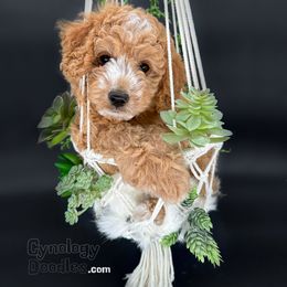 Assorted Doodle Crosses and Goldendoodle Puppies from Cynology Doodles