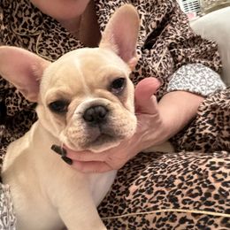 Girl 7 - Cream French Bulldog puppy in Olive Branch, Mississippi from Letitia's French Bulldogs