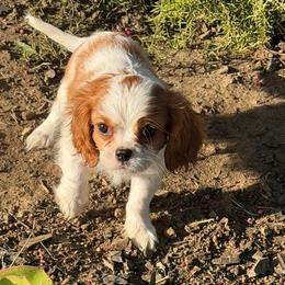 Winston - Blenheim male Cavalier King Charles Spaniel puppy in Encinitas, California from Seaside Cavaliers