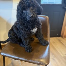 Ariel - Black and white female Bernedoodle puppy in Bellevue, Iowa from Blended Acres & Kennels