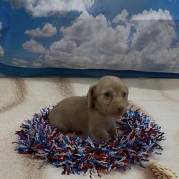 Chocolate Based Longhair Cream Male (light green collar) - Cream male Dachshund puppy in Killeen, Texas from Southern Dachshunds