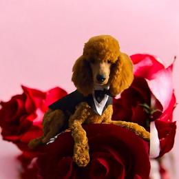 Viscount Anthony Bridgerton - Red  Poodle puppy in Woodbridge, Virginia from Rosa Red Standard Poodles