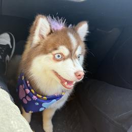 Bubbles - Pomsky