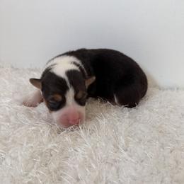 Annie - Black and tan female Pembroke Welsh Corgi puppy in Hillsville, Virginia from Bonderosa Kennels