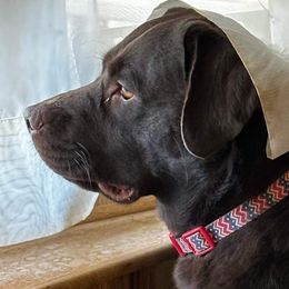 Cavalier King Charles Spaniels and Labrador Retrievers from Heavenly Pups