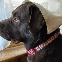 Cavalier King Charles Spaniels and Labrador Retrievers from Heavenly Pups