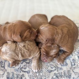 Australian Labradoodle Puppies from Peak Australian Labradoodles