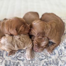 Australian Labradoodle Puppies from Peak Australian Labradoodles
