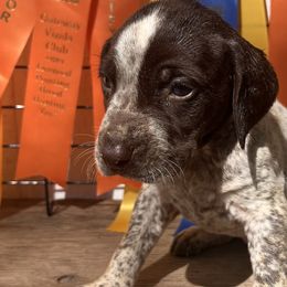 Girl 5 - German Shorthaired Pointer puppy in Buckner, Missouri from Bourbon Creek Kennels