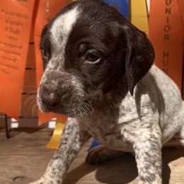 Girl 5 - German Shorthaired Pointer puppy in Buckner, Missouri from Bourbon Creek Kennels