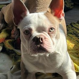 Gator - Boston Terrier