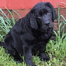 Border Terriers and Labrador Retrievers from Bailiwick Labrador’s