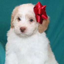 Klaus - Yellow and white male Bernedoodle puppy in Burtchville, Michigan from Sparling's Doodles
