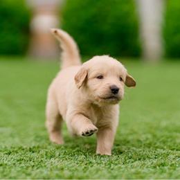 Max Tiago ( Blue Collar) - Golden male Golden Retriever puppy in Oregon from A Goldens First Love