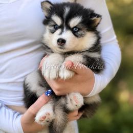 Aurora - Black and white female Pomsky puppy in Wausau, Wisconsin from Arctic Star Pomskies