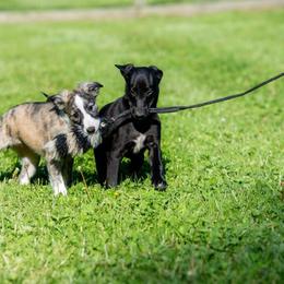 Windsprite Puppies from Stone House Windsprites