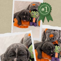 Lime green collar - Gray male Cane Corso puppy in Va Beach, Virginia from Guardian Corso's